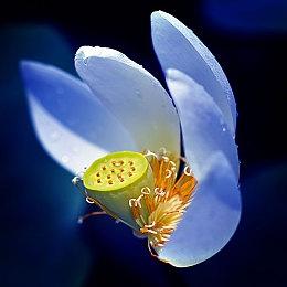 《仁王3》可爱猫型妖怪善擦返场 继续撸萌物